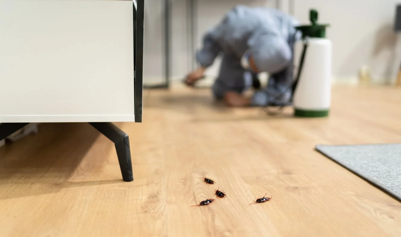 Hardest Household Pest To Get Rid Of