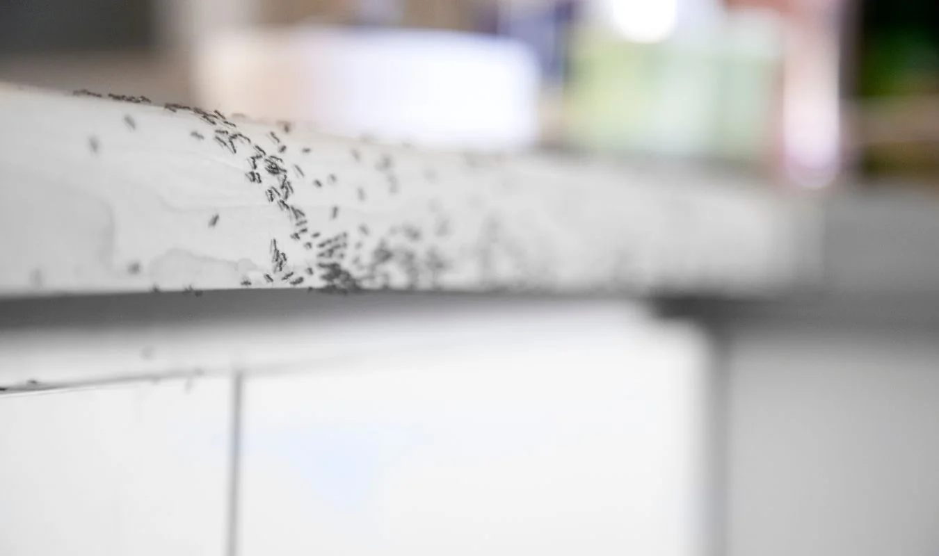 ant control household