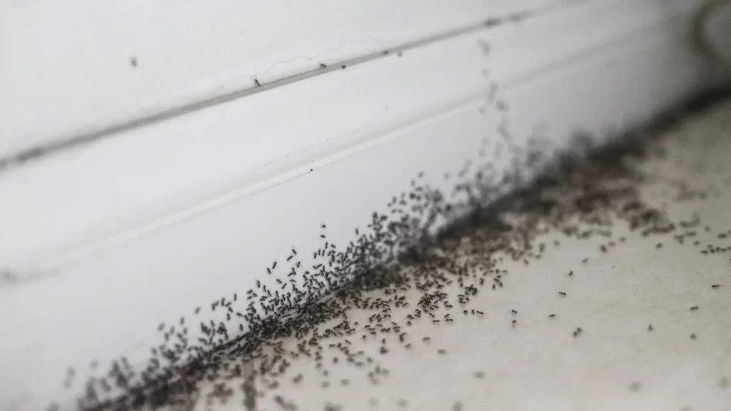 Close-up of ants crawling on a kitchen countertop in a Bentonville, Arkansas home, representing common local pests like little black ants and odorous house ants