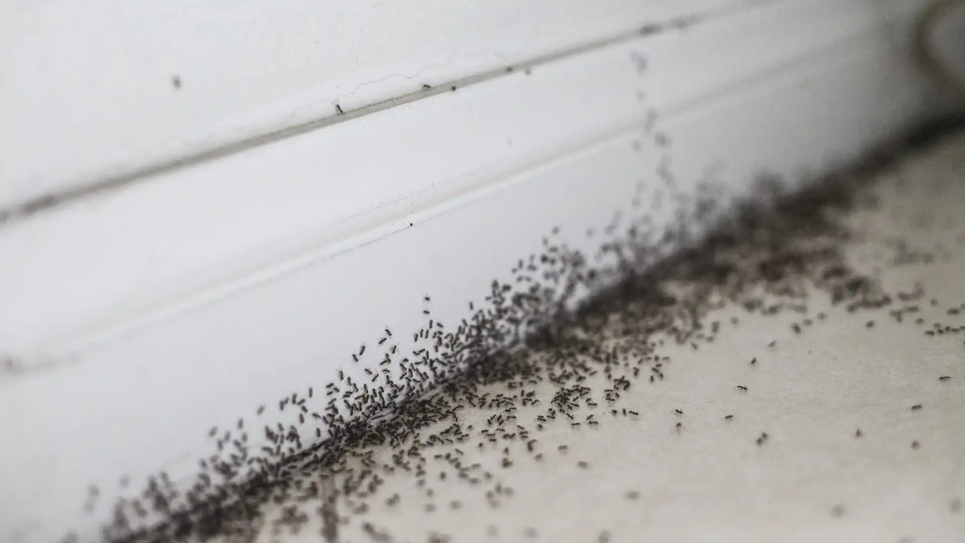 Close-up of ants crawling on a kitchen countertop in a Bentonville, Arkansas home, representing common local pests like little black ants and odorous house ants