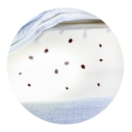 A pest control technician detecting a bed bug during a home inspection – pest control NWA