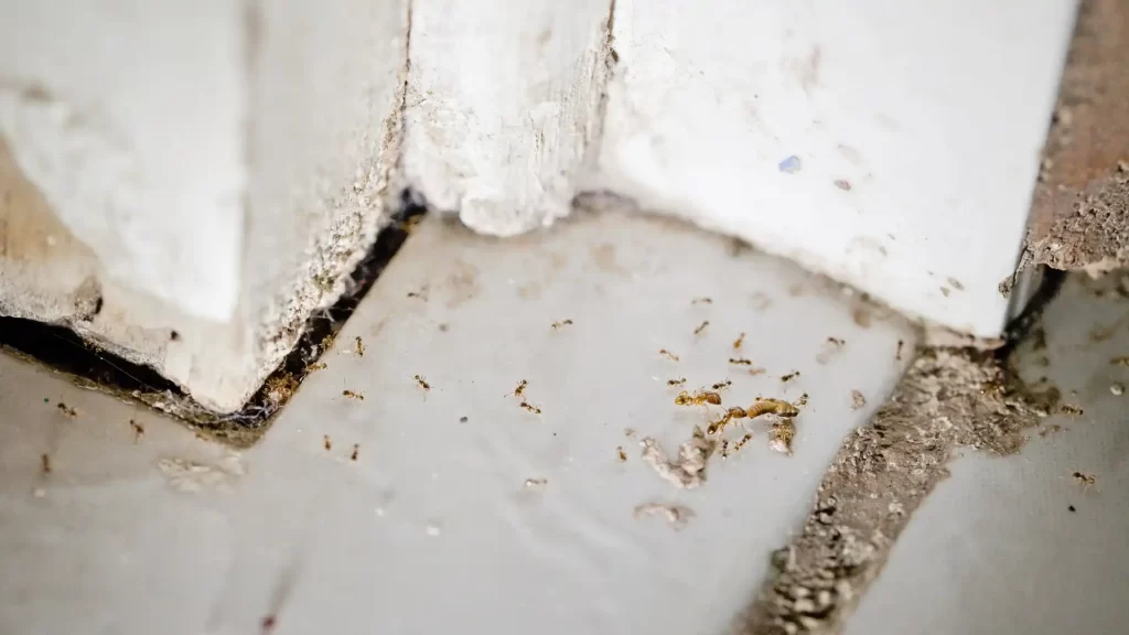 Ants crawling through a narrow gap under a door, a common entry point for pests in Bentonville homes