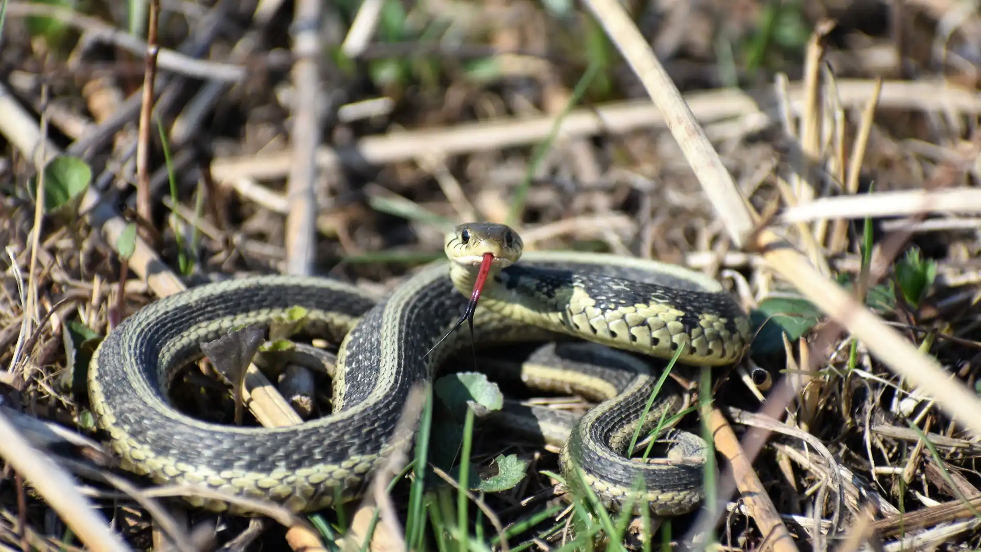 Close-up of a non-venomous Eastern Garter Snake resting on green grass in Bentonville Arkansas