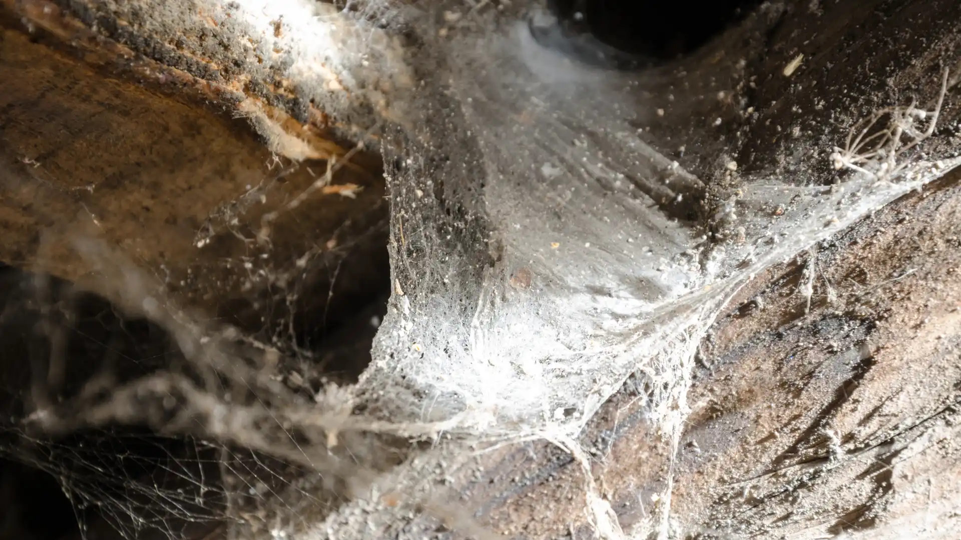 Close-up of spider web on old wooden beams inside an attic in Bentonville Arkansas