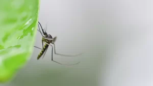 Close-up of a mosquito resting on shaded green leaves in a backyard during daytime in Northwest Arkansas