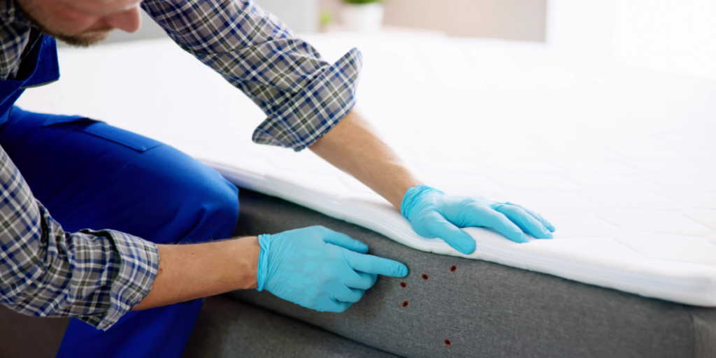 Bed Bug Signs & Treatment Guide for Northwest Arkansas Homeowners