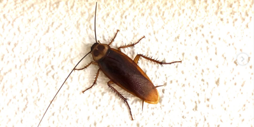 American Cockroach 
