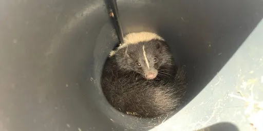 How to Get Rid of Rats at Home Proven Pest and Rat Control Tips from Experts