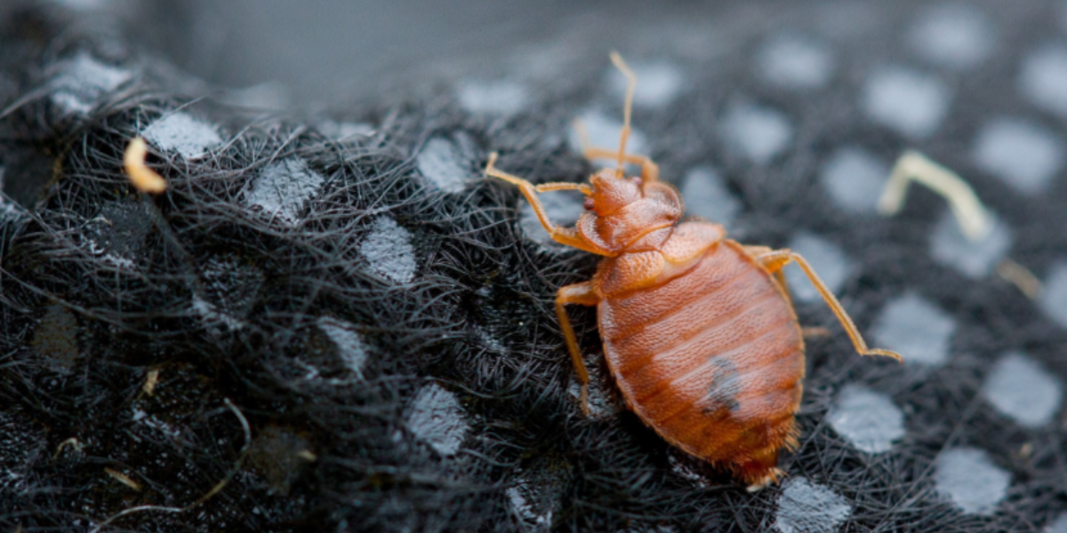 Complete Bed Bug Identification & Removal Guide for NWA Homes