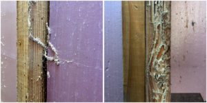 Complete Guide to Protecting Your Home from Pests, Termites & Wildlife