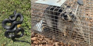What to Do If a Wild Animal Gets Inside Your Home (Step-by-Step Guide)