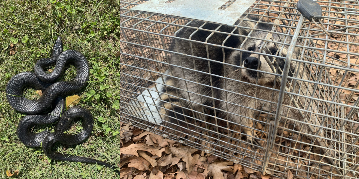 What to Do If a Wild Animal Gets Inside Your Home (Step-by-Step Guide)