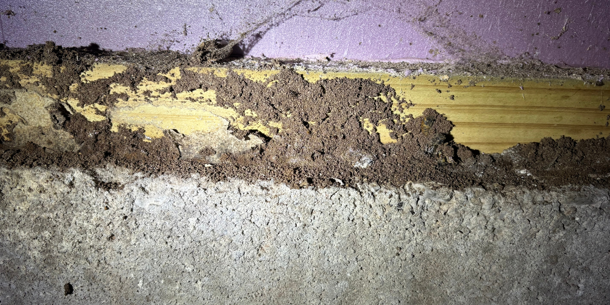 Hidden Signs of Termite Damage Most Homeowners Ignore (Until It's Too Late)