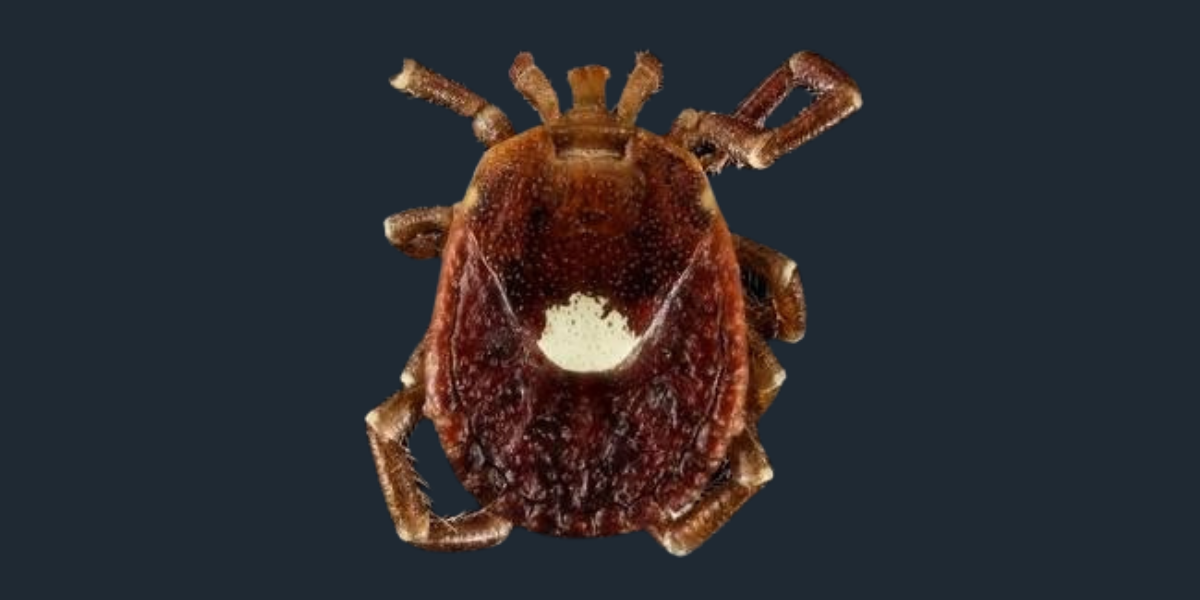 Summer Flea and Tick Control Guide for NWA Hikers and Pet Owners