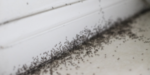 Why the Summer Heat Is Driving Ants Into Your Fayetteville or Springdale Kitchen