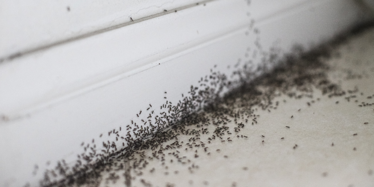 Why the Summer Heat Is Driving Ants Into Your Fayetteville or Springdale Kitchen