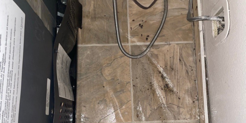The Hidden Health Risks of Ignoring a Roach Problem