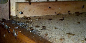 The Hidden Health Risks of Ignoring a Roach Problem (2)