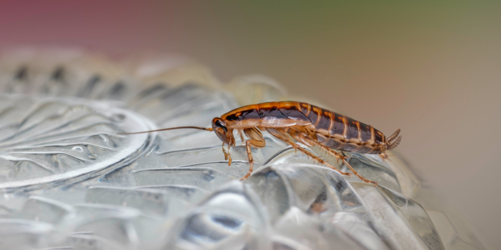 Why Am I Seeing Cockroaches in My Fayetteville Home