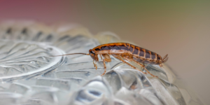 Why Am I Seeing Cockroaches in My Fayetteville Home