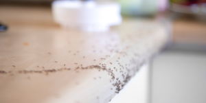Why Ants Keep Coming Back After Ant Control Service