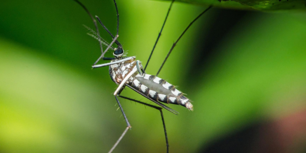 Why Mosquitoes Are Worse in Arkansas During Summer (2)