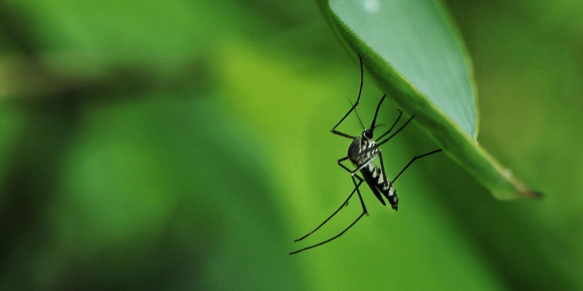 Why Mosquitoes Are Worse in Arkansas During Summer