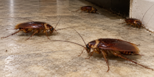Why Do Cockroaches Keep Coming Back After Treatment?